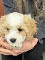 Cavapoo female, a female Cavapoo for sale in Winchester, VA – 2 of 10