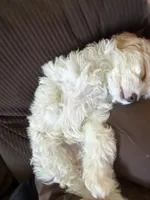 Cavapoo, a male Cavapoo for sale in Winchester, VA – 3 of 7