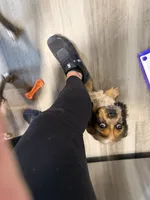 Spaniel 1, a female Cocker Spaniel for sale in Winchester, VA – 3 of 4