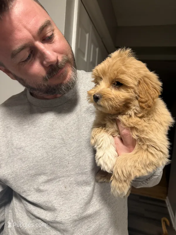 Mini goldendoodle – Miniature Goldendoodle puppy for sale in Winchester, VA