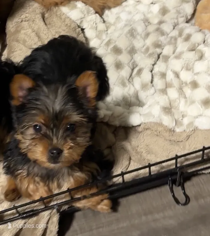 Yorkie 2 – Yorkshire Terrier puppy for sale in Winchester, VA