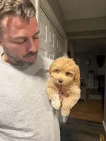 Mini goldendoodle, a female Miniature Goldendoodle for sale in Winchester, VA – 3 of 3