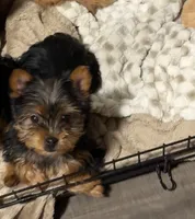 Yorkie, a female Yorkshire Terrier for sale in Winchester, VA – 2 of 4