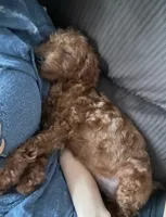 Toy poodle 2, a female Poodle - Toy  for sale in Winchester, VA – 3 of 3