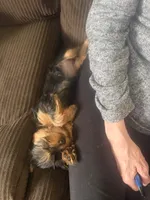 Yorkie, a female Yorkshire Terrier for sale in Winchester, VA – 4 of 4
