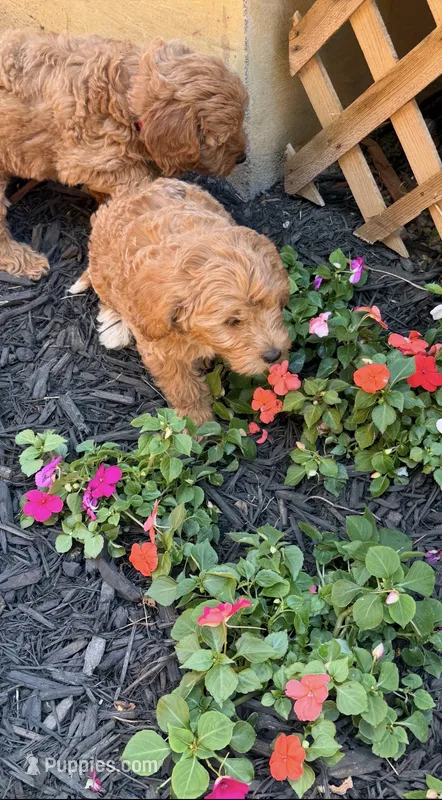 Cockapoo female 1 – Cockapoo puppy for sale in Winchester, VA