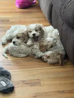 Cavapoo, a male Cavapoo for sale in Winchester, VA – 5 of 7