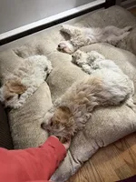 Cockapoo 2, a male Cockapoo for sale in Winchester, VA – 5 of 5