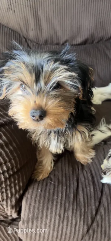 Yorkie – Yorkshire Terrier puppy for sale in Winchester, VA