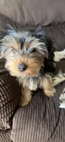 Yorkie, a female Yorkshire Terrier for sale in Winchester, VA – 1 of 4