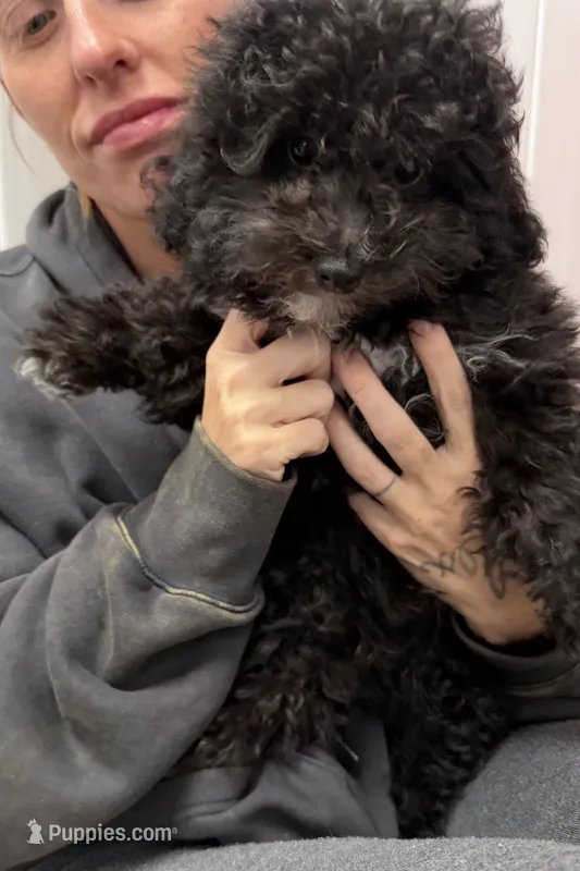 Shihpoos one – Shihpoo puppy for sale in Winchester, VA