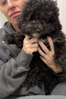 Shihpoos one, a male Shihpoo for sale in Winchester, VA – 1 of 3