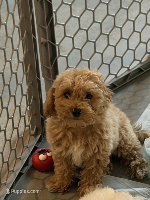 Cavapoo 1 – Cavapoo puppy for sale in Winchester, VA