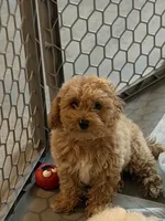 Cavapoo 1, a female Cavapoo for sale in Winchester, VA – 1 of 1