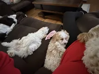 Cockapoo 3, a female Cockapoo for sale in Winchester, VA – 2 of 6