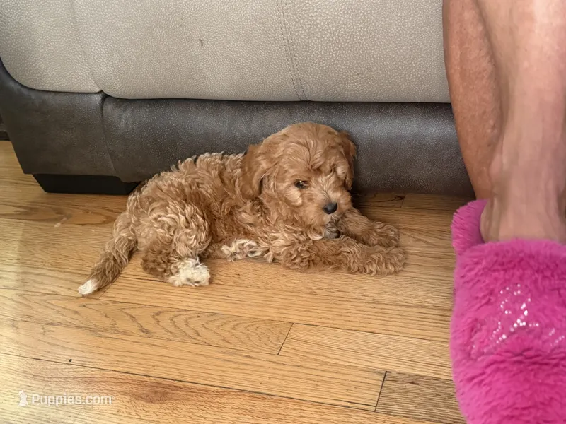 Cavapoo 3 – Cavapoo puppy for sale in Winchester, VA