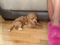 Cavapoo 3, a female Cavapoo for sale in Winchester, VA – 1 of 3