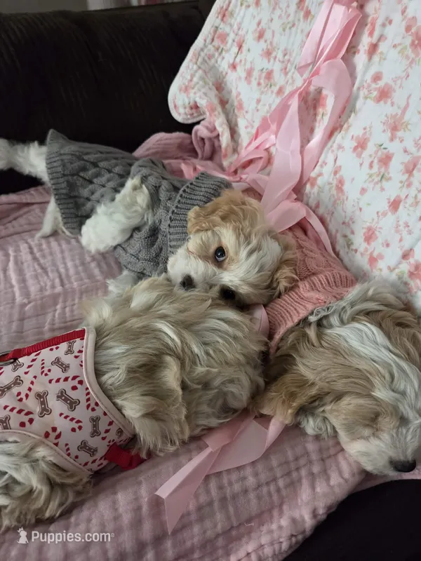 Cavapoo female – Cavapoo puppy for sale in Winchester, VA