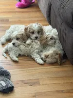 Cavapoo, a male Cavapoo for sale in Winchester, VA – 4 of 7