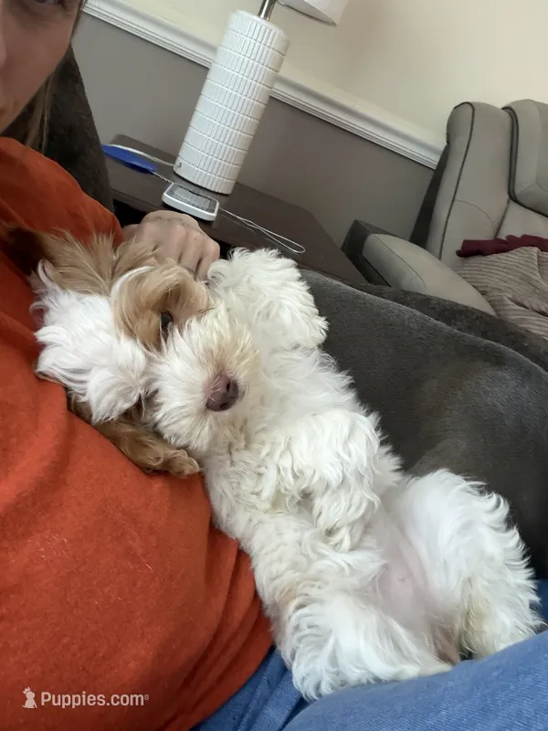 Cockapoo 2 – Cockapoo puppy for sale in Winchester, VA