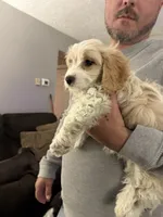 Cockapoo 2, a male Cockapoo for sale in Winchester, VA – 2 of 5