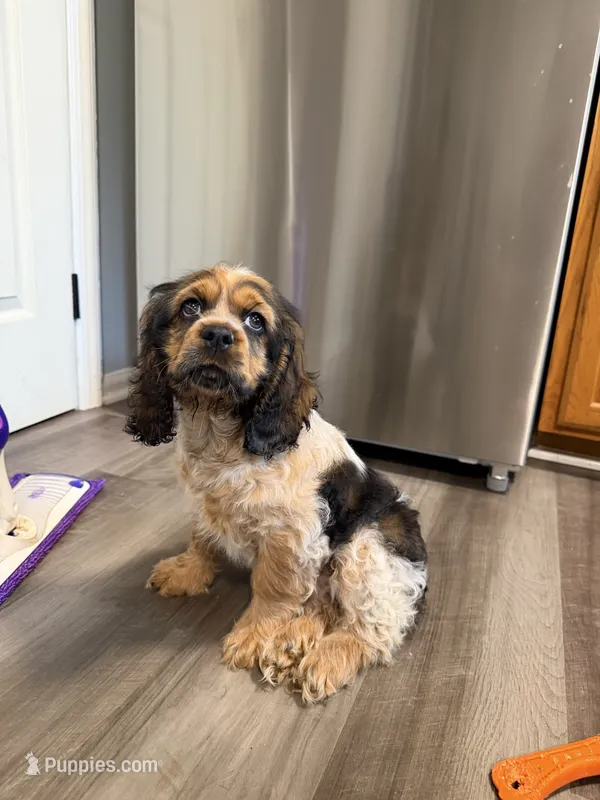 Spaniel 1 – Cocker Spaniel puppy for sale in Winchester, VA