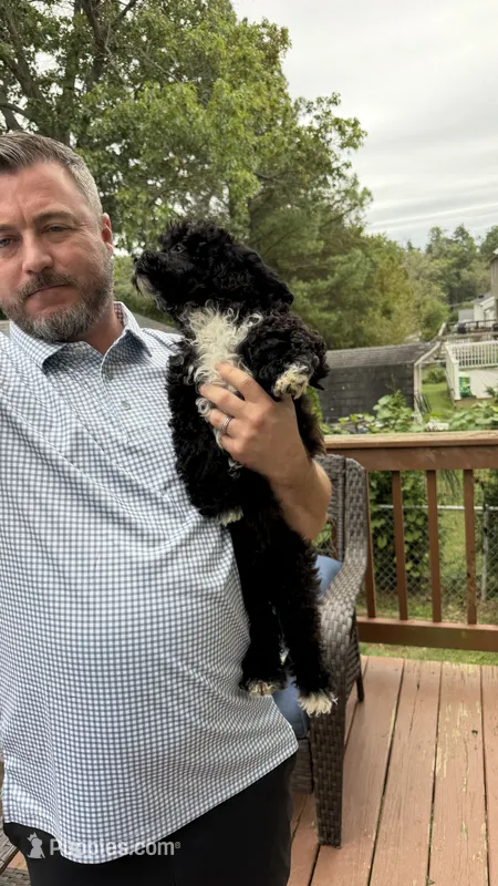 Shihpoos one – Shihpoo puppy for sale in Winchester, VA