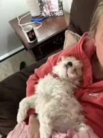 Cockapoo 2, a male Cockapoo for sale in Winchester, VA – 4 of 5