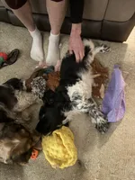 Spaniel 2, a male Cocker Spaniel for sale in Winchester, VA – 3 of 4