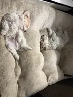 Cockapoo 3, a female Cockapoo for sale in Winchester, VA – 5 of 6