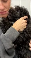 Shihpoos one, a male Shihpoo for sale in Winchester, VA – 3 of 3