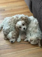 Cockapoo 3, a female Cockapoo for sale in Winchester, VA – 3 of 6
