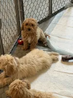 Bichpoo2, a female Bichpoo for sale in Winchester, VA – 3 of 3