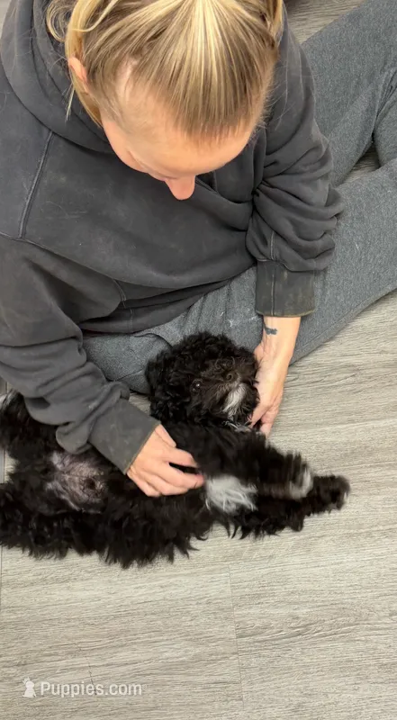 Shihpoo 2 – Shihpoo puppy for sale in Winchester, VA