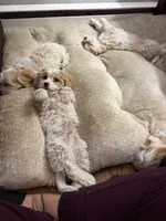 Cockapoo 3, a female Cockapoo for sale in Winchester, VA – 4 of 6
