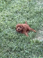 Cavapoo 2, a male Cavapoo for sale in Winchester, VA – 2 of 3