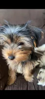 Yorkie 2, a male Yorkshire Terrier for sale in Winchester, VA – Photo 2 of 6