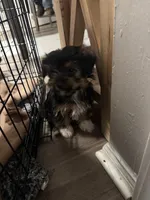 Yorkie 2, a male Yorkshire Terrier for sale in Winchester, VA – Photo 6 of 6