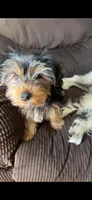 Yorkie 2, a male Yorkshire Terrier for sale in Winchester, VA – Photo 3 of 6