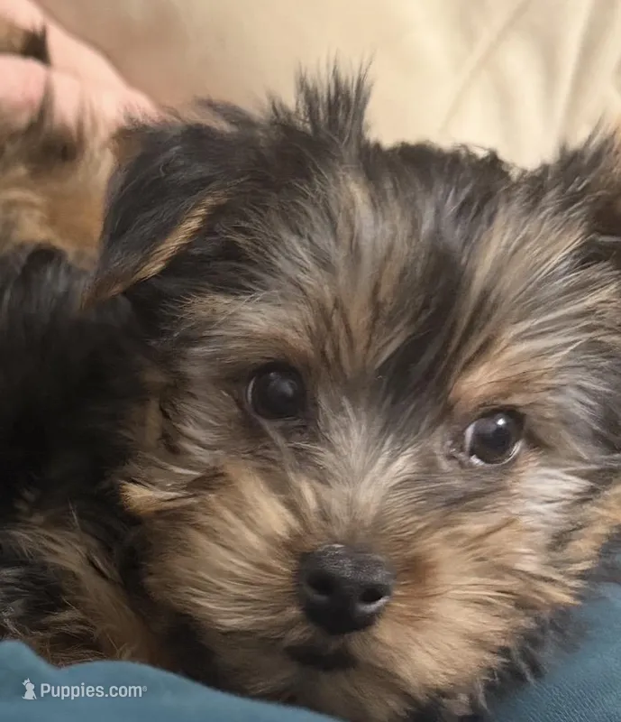 Yorkie 2