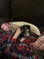 Yorkie 2, a male Yorkshire Terrier for sale in Winchester, VA – Photo 4 of 6