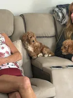 Toy poodle 2, a female Poodle - Toy  for sale in Winchester, VA – 2 of 3