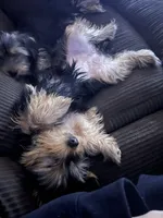 Yorkie, a female Yorkshire Terrier for sale in Winchester, VA – 3 of 4