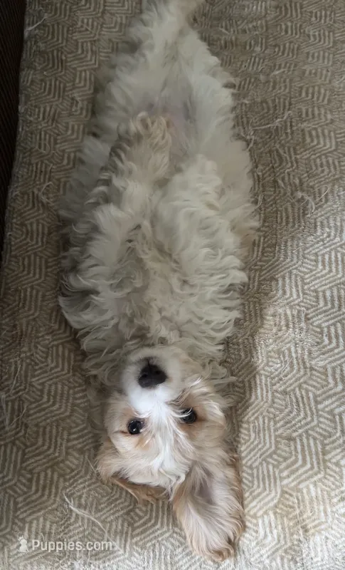 Cockapoo 2 – Cockapoo puppy for sale in Winchester, VA
