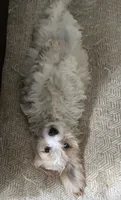 Cockapoo 2, a male Cockapoo for sale in Winchester, VA – 1 of 5