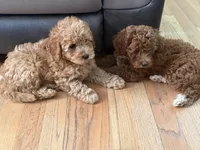 Irish doodle 3, a female Irish Doodle for sale in Winchester, VA – 2 of 2