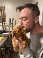 Mini goldendoodle, a female Miniature Goldendoodle for sale in Winchester, VA – 2 of 3