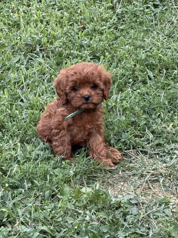 Cavapoo 2 – Cavapoo puppy for sale in Winchester, VA