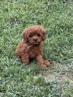 Cavapoo 2, a male Cavapoo for sale in Winchester, VA – 1 of 3