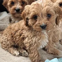 Female 1, a female Cockapoo for sale in Yorktown, VA – Photo 2 of 3